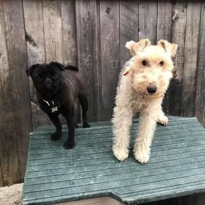 Meet your Posher, Van